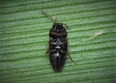 Tachinus laticollis