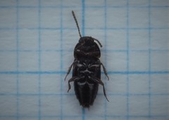 Tachinus laticollis