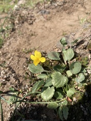 Viola purpurea quercetorum
