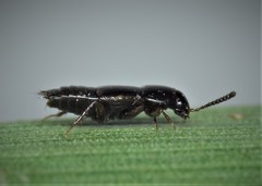 Tachinus laticollis