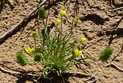 Ceratocephala falcata