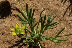 Ceratocephala falcata