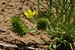 Ceratocephala falcata