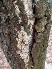 Fungi