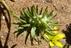 Ceratocephala falcata