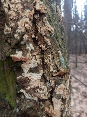 Fungi
