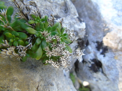 Sedum litoreum