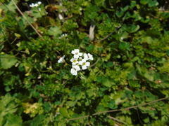 Capsella grandiflora
