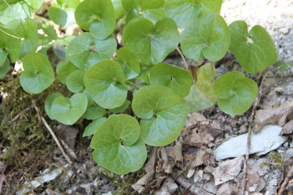 Asarum Caucasicum From Адлерский, Краснодарский край, Россия, 354386 On 