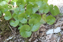 Asarum caucasicum