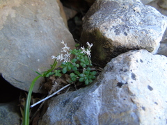 Sedum litoreum