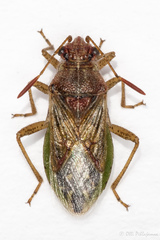 Rhopalus conspersus