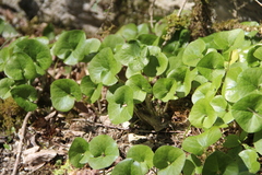 Asarum caucasicum