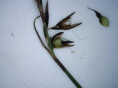 Netrostylis capillaris