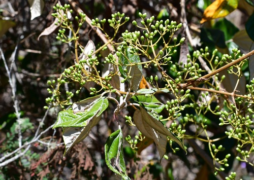 Sinclairia discolor, photograph 3