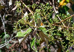 Sinclairia discolor
