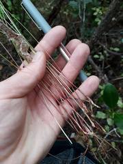 Netrostylis capillaris