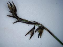 Netrostylis capillaris