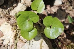 Asarum caucasicum