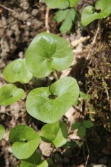 Asarum caucasicum
