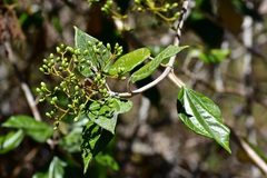 Sinclairia discolor