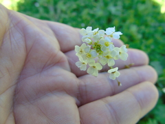 Capsella grandiflora