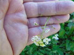 Capsella grandiflora