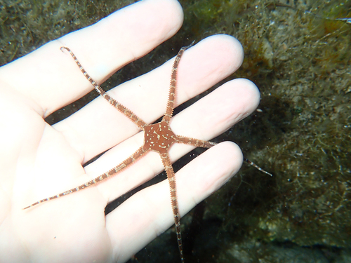 Soft Brittlestar