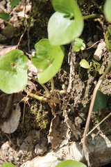 Asarum caucasicum