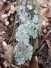 Parmelioideae