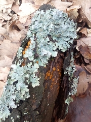 Parmelioideae