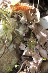 Asarum caucasicum