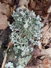 Parmelioideae