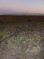 Arthroceras subterminale