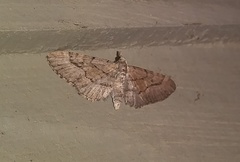 Eupithecia longipalpata