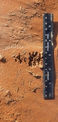 Cecropis abyssinica