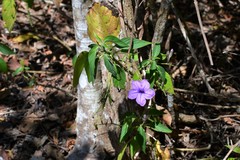 Ruellia breedlovei