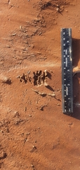 Cecropis abyssinica