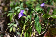 Ruellia breedlovei