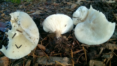 Melanoleuca verrucipes image
