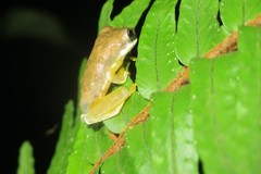 Ptychohyla hypomykter