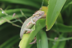 Bradypodion thamnobates