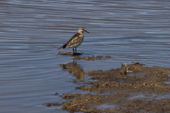Calidris bairdii