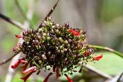 Russelia verticillata