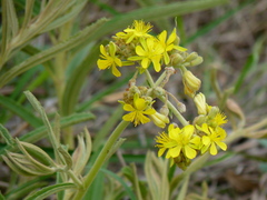 Triumfetta welwitschii