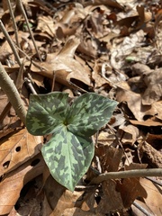 Trillium cuneatum