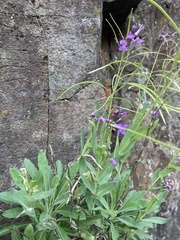 Boechera breweri shastaensis