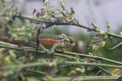 Bradypodion thamnobates