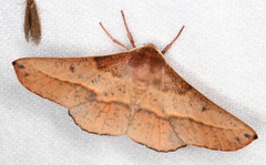 Antictenia punctunculus