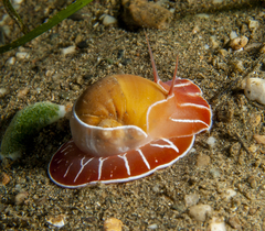 Naticarius orientalis